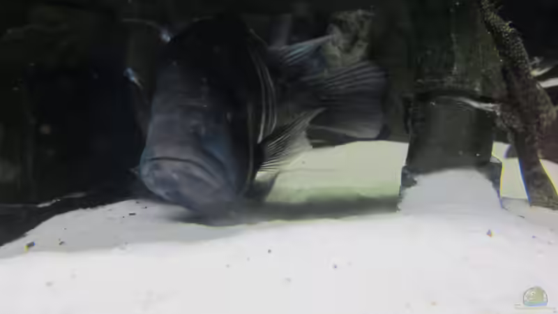 Frontosa-Weibchen mit Eiern im Maul  von Patrick K. (4)