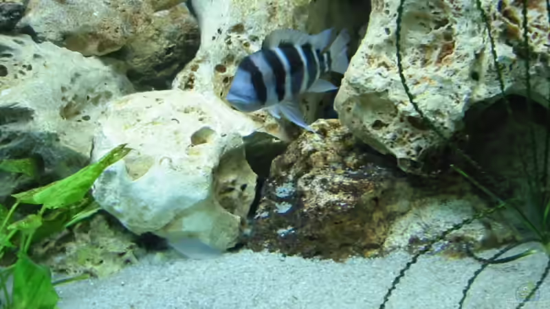 Frontosa Weibchen mit Jungfische im Maul von Timo Tschöpel (12)