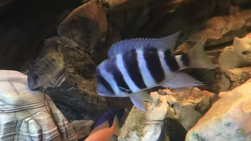 Frontosa zum testen da , sehr schöne Tiere mal sehen wie es ihnen zwischen den Malawis von David Malawi (18)