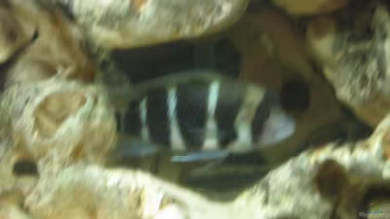 Einrichtungsbeispiele für Cyphotilapia frontosa (Tanganjikabeulenkopf)