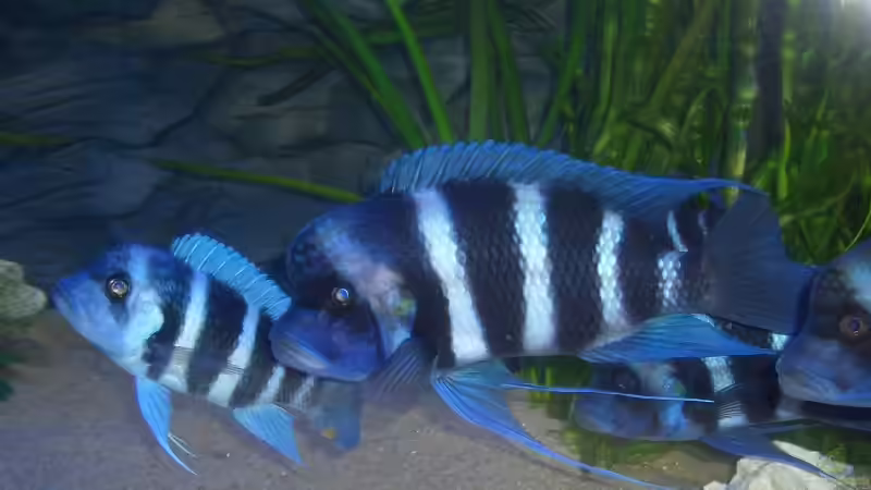 Einrichtungsbeispiele für Cyphotilapia frontosa (Tanganjikabeulenkopf)