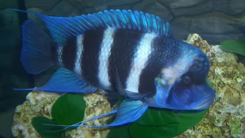 frontosa3 von Alfred Hahn (12)