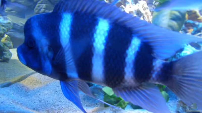 frontosa4 von Alfred Hahn (13)