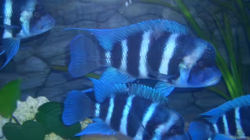 frontosa5 von Alfred Hahn (14)