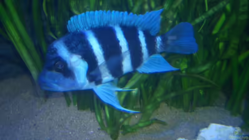 frontosa6 von Alfred Hahn (15)