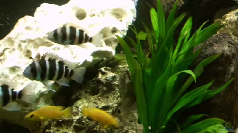 Frontosas und Leleupis von Sandra Ringle und Jörg Buß (15)