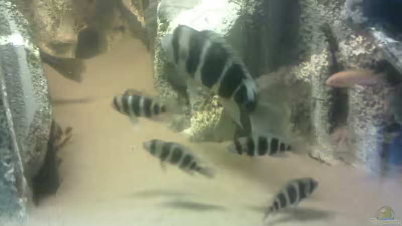 Einrichtungsbeispiele für Cyphotilapia frontosa (Tanganjikabeulenkopf)