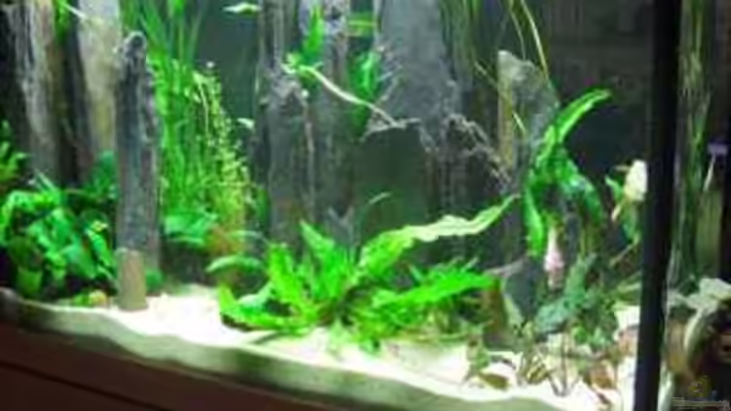 Frontseite von Vera Herrlich (4)