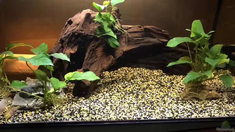 Frontseitig - Zuchtbecken von Helga Kury (2)