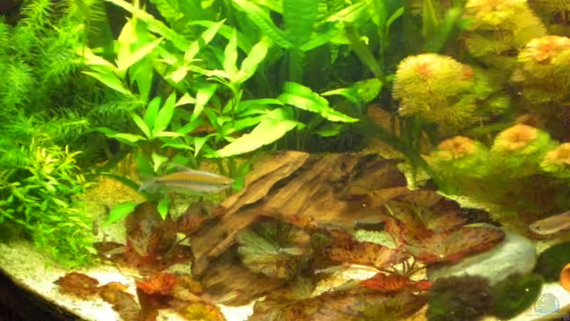 Frontsicht näher ran gesoomt! von Matthias Hage (2)