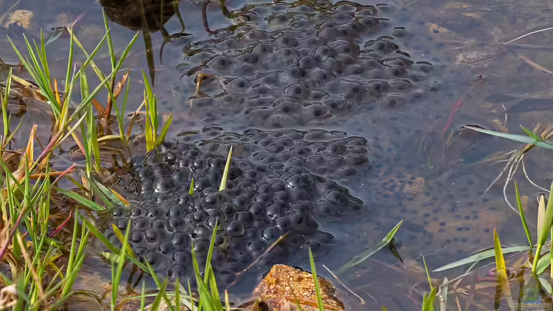 Frosch, Kröte oder Molch? Amphibienlaich im Gartenteich unterscheiden