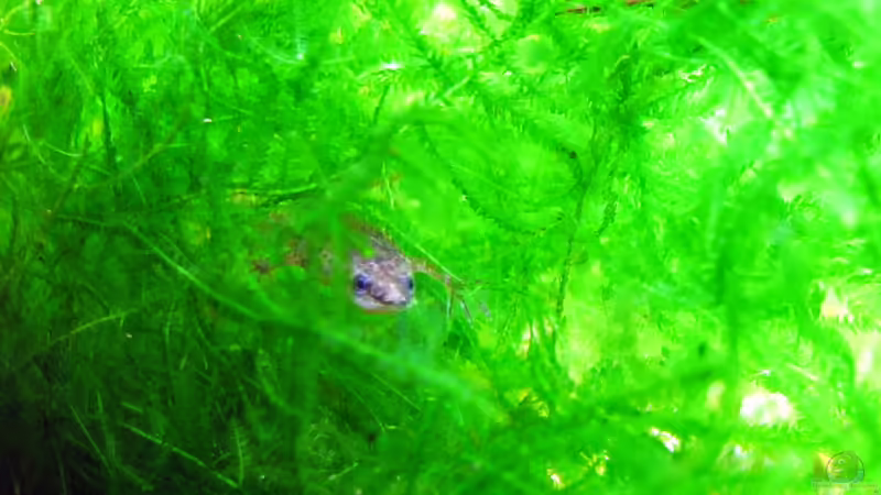 Taxiphyllum barbieri im Aquarium (Einrichtungsbeispiele mit Javamoos)