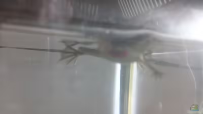 Frosch mit Komplikationen: Blutblase im ´Schulterbereich´ von Jenny (22)