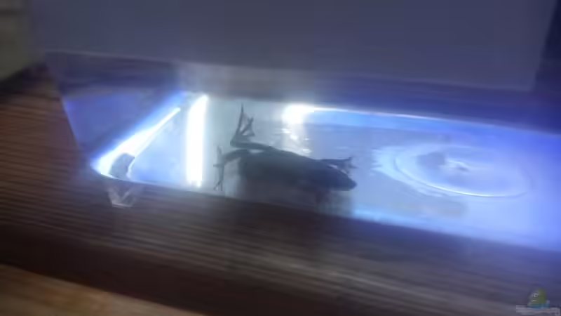 Frosch mit Red Leg - schon mit deutlicher Besserung von Jenny (20)