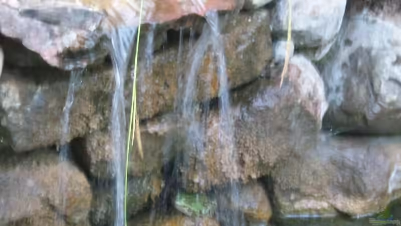 Frosch unter der Wasserfalldusche von Lily (29)