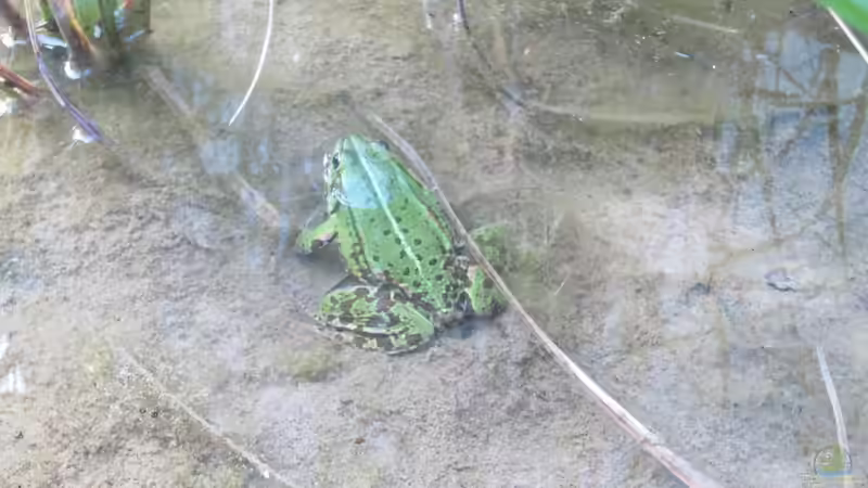 Frosch von Lily (27)