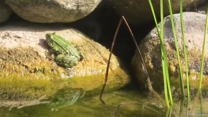 Frosch von Lily (28)