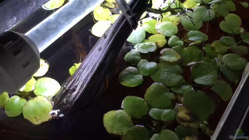 Froschbiss  von Andy Garnier (8)