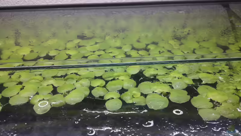 Froschbiss  von Fichte (4)