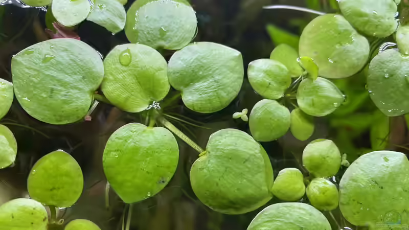 Froschbiss  von Ottche (37)