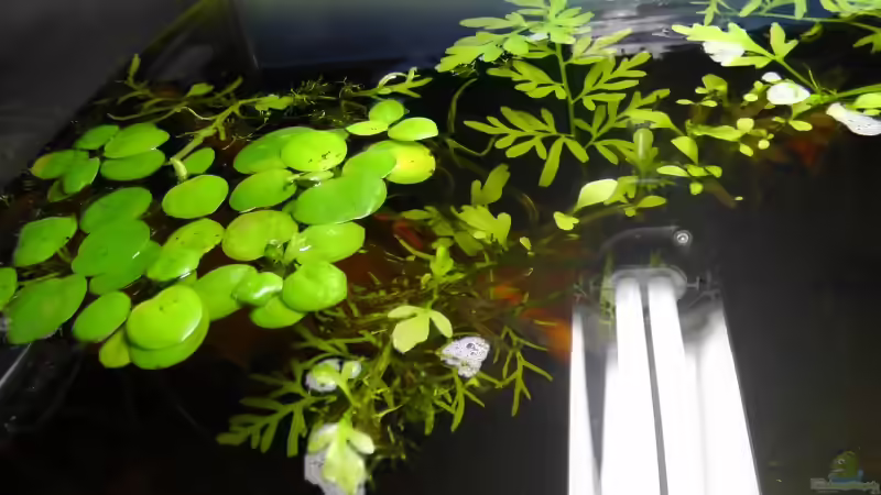 Froschbiss & Hornfarn (muss aber noch wachsen) von Martin Ihde (14)