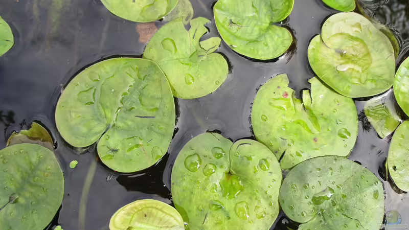 Froschbiss im Vergleich: Der Unterschied zwischen Europäischen und Amerikanischen Froschbiss