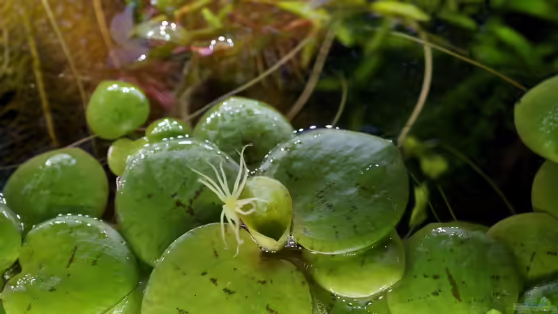 Froschbiss mit Blüte von Micha... (28)
