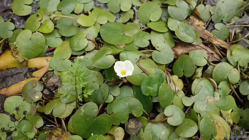 Froschbiss statt Muschelblume: Eine heimische Alternative für den Gartenteich