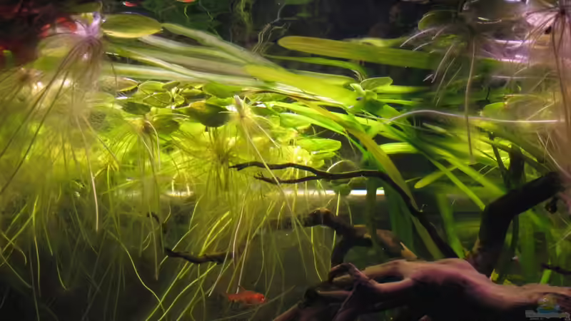 Froschbiss und Vallisneria von Jemafa (14)