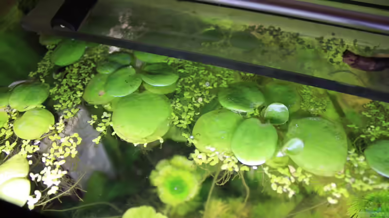 Froschbiss und Wasserlinsen von Pfennigkraut (12)