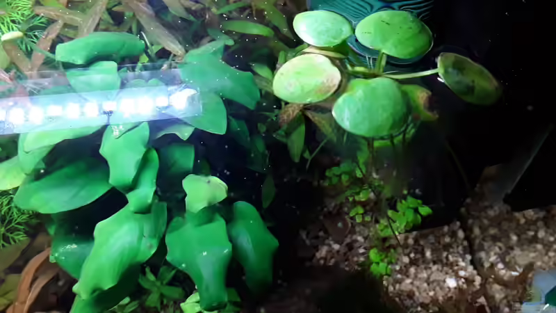 Froschbiss von Bessey (16)