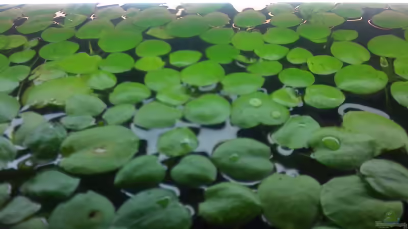 Froschbiss von Daggi Mittag (2)