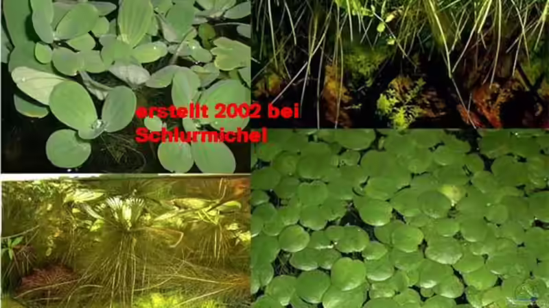 Froschbiss von Dasy (8)