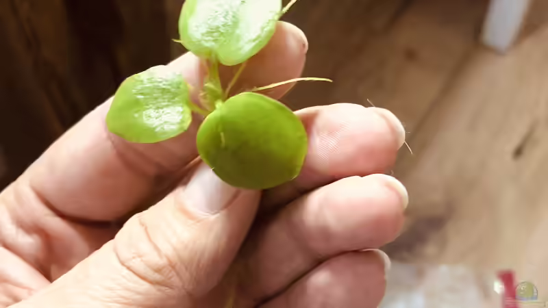 Froschbiss von DiskusMummy (10)