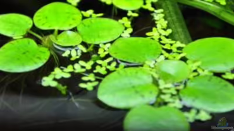 Froschbiss von Garfield (11)