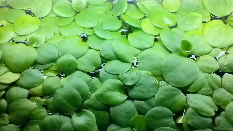 Froschbiss von GuyIncognito (8)