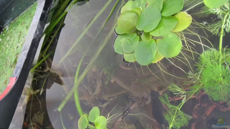 Froschbiss von Jemafa (17)