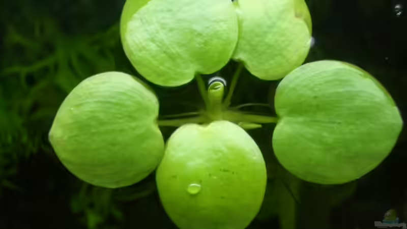 Froschbiss von Lewino (4)