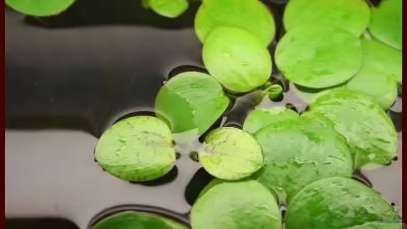 Froschbiss von Mandy Liebig (4)