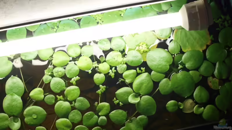 Froschbiss von patsen (5)