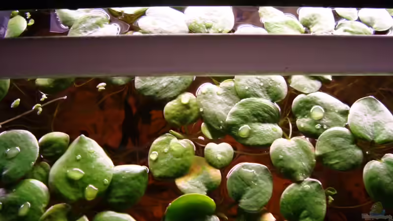 Froschbiss von Pülschi 87 (8)