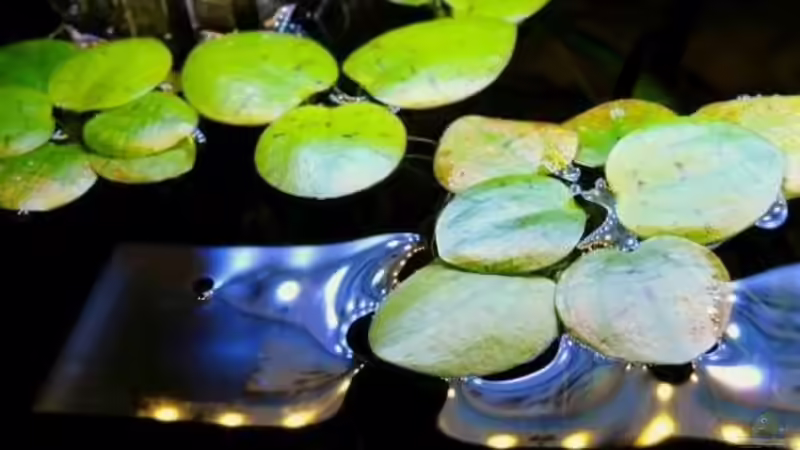 Froschbiß von Sambia (29)