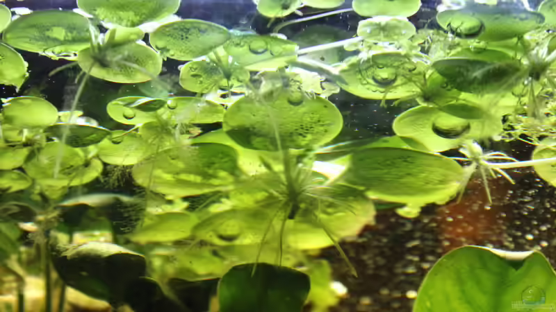 Froschbiss von SouthAmerica (13)