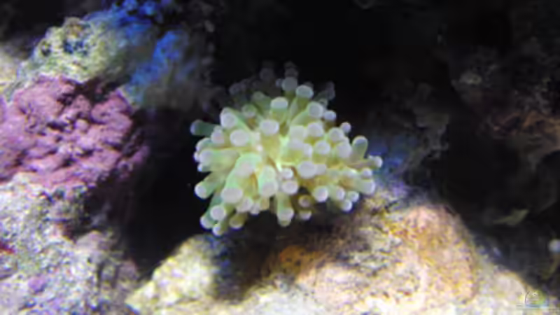 Froschlaichkoralle von Steffen Ruck (24)