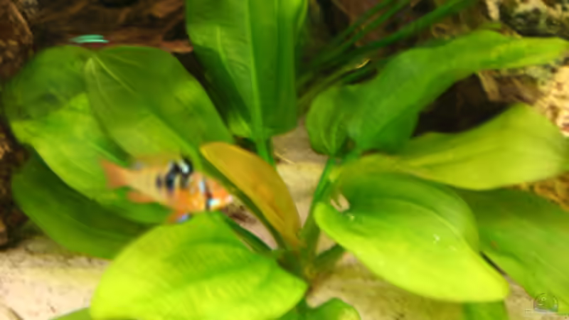 froschlöffel von NlLs M0nt (6)