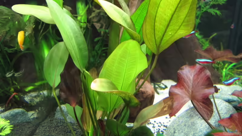 Froschlöffel von Sarah (30)