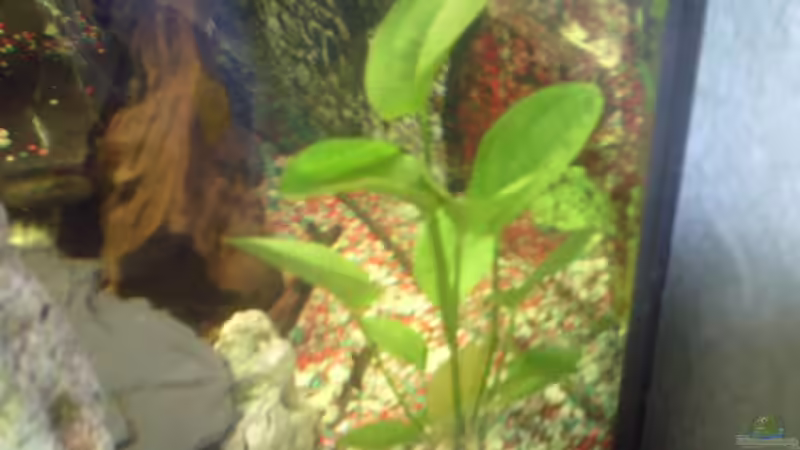 Froschlöffel von valla88 (6)