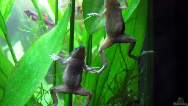 Froschtanz von Stefan Peter (38)