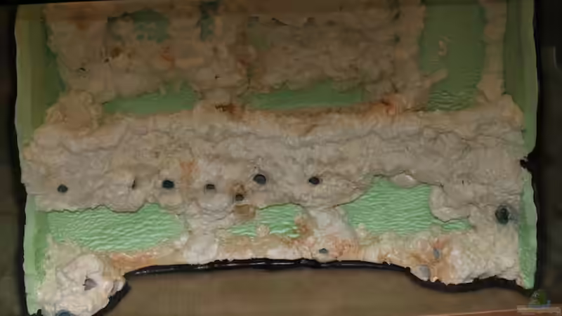 Froschufer im Aufbau von diveman (4)