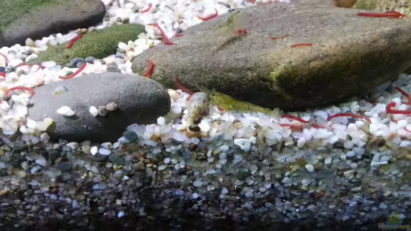 Frostfutter..... von Miss Kasimir (29)